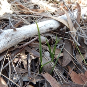 Thelymitra brevifolia at Cook, ACT - 9 Apr 2016