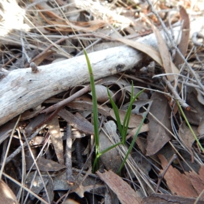 Thelymitra brevifolia (Short-leaf Sun Orchid) at Cook, ACT - 9 Apr 2016 by CathB