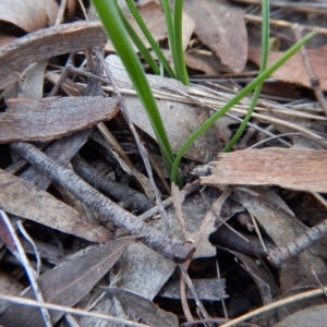 Thelymitra brevifolia at Cook, ACT - 9 Apr 2016