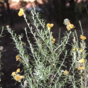 Chrysocephalum semipapposum at Theodore, ACT - 2 Apr 2016