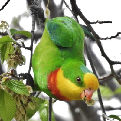 Polytelis swainsonii (Superb Parrot) at Bruce, ACT - 4 Oct 2015 by JohnBundock