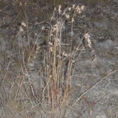 Themeda triandra (Kangaroo Grass) at Tuggeranong Hill - 2 Apr 2016 by michaelb