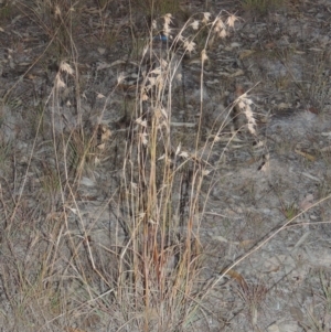 Themeda triandra at Theodore, ACT - 2 Apr 2016 07:34 PM