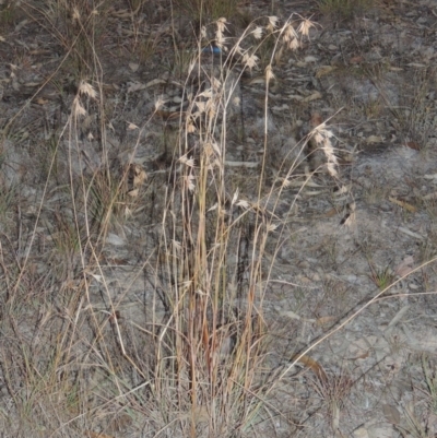 Themeda triandra (Kangaroo Grass) at Theodore, ACT - 2 Apr 2016 by michaelb