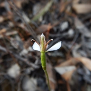 Eriochilus cucullatus at Cook, ACT - 9 Apr 2016