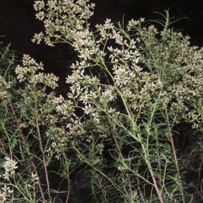 Cassinia quinquefaria (Rosemary Cassinia) at Theodore, ACT - 2 Apr 2016 by michaelb