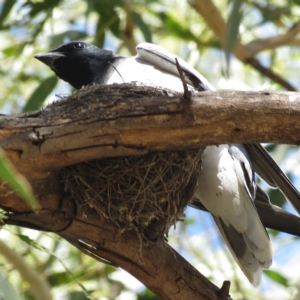 Coracina novaehollandiae at Tharwa, ACT - 31 Jan 2013