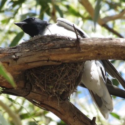 Coracina novaehollandiae (Black-faced Cuckooshrike) at Gigerline Nature Reserve - 30 Jan 2013 by JohnBundock