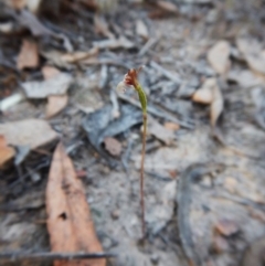 Eriochilus cucullatus (Parson's Bands) at Aranda Bushland - 9 Apr 2016 by CathB