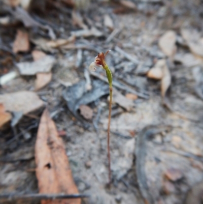 Eriochilus cucullatus (Parson's Bands) at Belconnen, ACT - 9 Apr 2016 by CathB