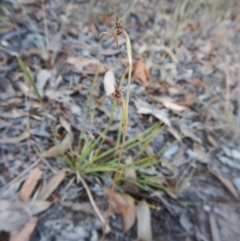 Eriochilus cucullatus at Belconnen, ACT - 9 Apr 2016