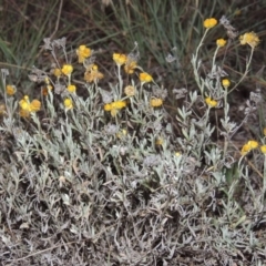 Chrysocephalum apiculatum (Common Everlasting) at Theodore, ACT - 2 Apr 2016 by MichaelBedingfield