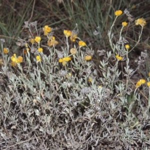 Chrysocephalum apiculatum at Theodore, ACT - 2 Apr 2016 07:38 PM