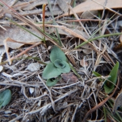 Diplodium sp. (A Greenhood) at Aranda Bushland - 8 Apr 2016 by CathB