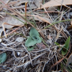 Diplodium sp. (A Greenhood) at Belconnen, ACT - 8 Apr 2016 by CathB