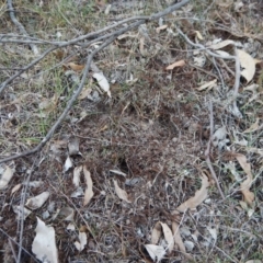 Diplodium sp. at Belconnen, ACT - suppressed