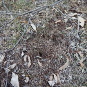 Diplodium sp. at Belconnen, ACT - suppressed