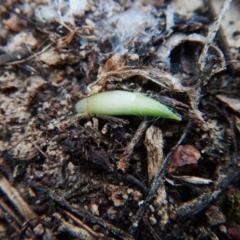 Glossodia major (Wax Lip Orchid) at Cook, ACT - 30 Mar 2016 by CathB