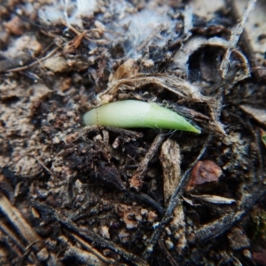 Glossodia major at Cook, ACT - suppressed