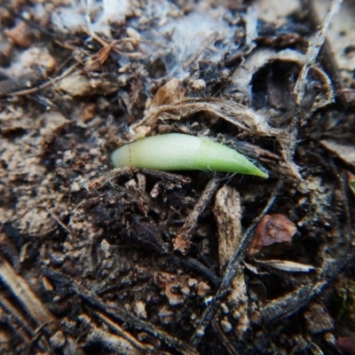 Glossodia major (Wax Lip Orchid) at Cook, ACT - 30 Mar 2016 by CathB