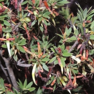 Styphelia triflora at Theodore, ACT - 2 Apr 2016