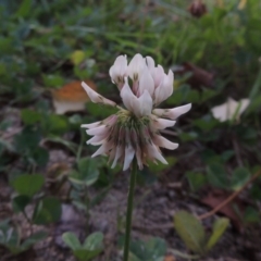 Trifolium repens (White Clover) at Theodore, ACT - 2 Apr 2016 by MichaelBedingfield