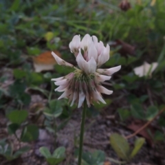 Trifolium repens (White Clover) at Theodore, ACT - 2 Apr 2016 by michaelb