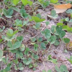 Trifolium repens at Theodore, ACT - 2 Apr 2016