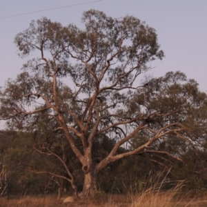 Eucalyptus melliodora at Tuggeranong Hill - 2 Apr 2016