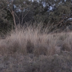 Rytidosperma pallidum (Red-anther Wallaby Grass) at Theodore, ACT - 2 Apr 2016 by michaelb