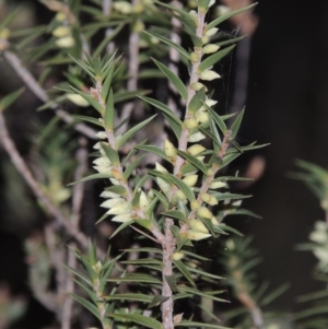 Melichrus urceolatus at Theodore, ACT - 2 Apr 2016