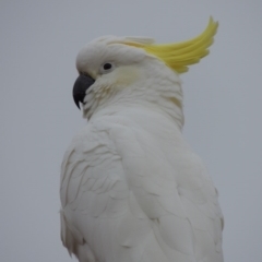 Cacatua galerita (Sulphur-crested Cockatoo) at Tuggeranong Hill - 2 Apr 2016 by MichaelBedingfield