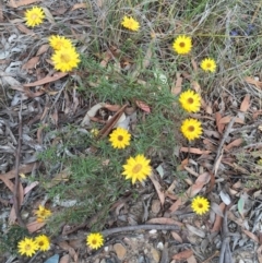 Xerochrysum viscosum (Sticky Everlasting) at QPRC LGA - 28 Mar 2016 by yellowboxwoodland