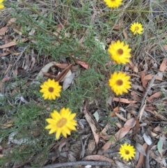 Xerochrysum viscosum at Bungendore, NSW - 28 Mar 2016 02:37 PM