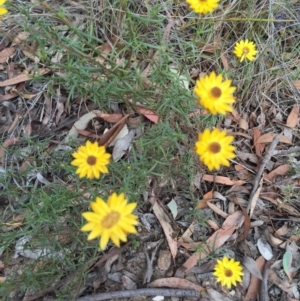 Xerochrysum viscosum at Bungendore, NSW - 28 Mar 2016