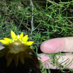 Xerochrysum viscosum at Bungendore, NSW - 28 Mar 2016