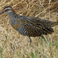 Gallirallus philippensis (Buff-banded Rail) at Kaleen, ACT - 30 Dec 2012 by JohnBundock