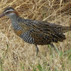 Gallirallus philippensis (Buff-banded Rail) at Kaleen, ACT - 29 Dec 2012 by JohnBundock