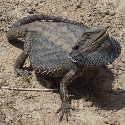 Pogona barbata (Eastern Bearded Dragon) at Bullen Range - 21 Nov 2012 by JohnBundock