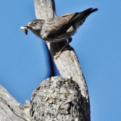 Daphoenositta chrysoptera (Varied Sittella) at Campbell Park Woodland - 29 Sep 2015 by JohnBundock