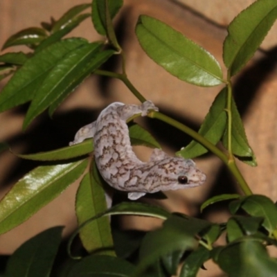 Christinus marmoratus (Southern Marbled Gecko) at Higgins, ACT - 23 Feb 2012 by AlisonMilton