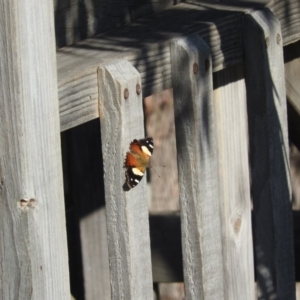 Vanessa itea at Michelago, NSW - 10 Apr 2016 08:32 AM