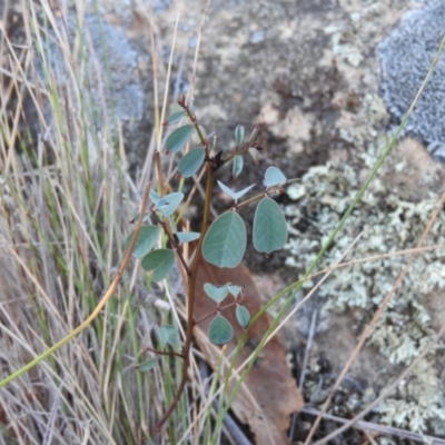 Indigofera australis subsp. australis (Australian Indigo) at Michelago, NSW - 9 Apr 2016 by RyuCallaway