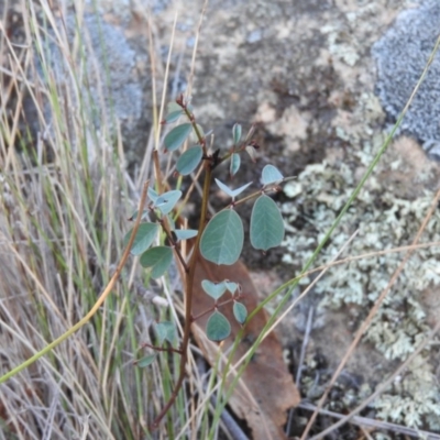 Indigofera australis subsp. australis (Australian Indigo) at Michelago, NSW - 10 Apr 2016 by ArcherCallaway