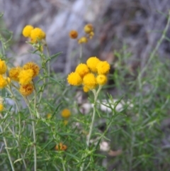 Chrysocephalum semipapposum (Clustered Everlasting) at Michelago, NSW - 10 Apr 2016 by ArcherCallaway