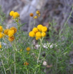 Chrysocephalum semipapposum at Michelago, NSW - 10 Apr 2016 08:18 AM