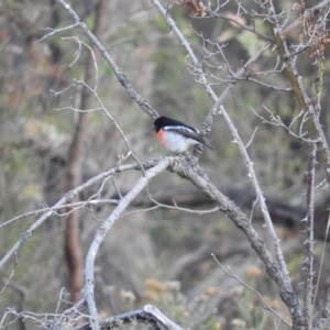 Petroica boodang at Michelago, NSW - 10 Apr 2016 08:03 AM