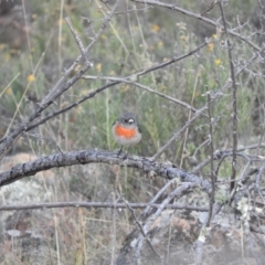 Petroica boodang at Michelago, NSW - 10 Apr 2016