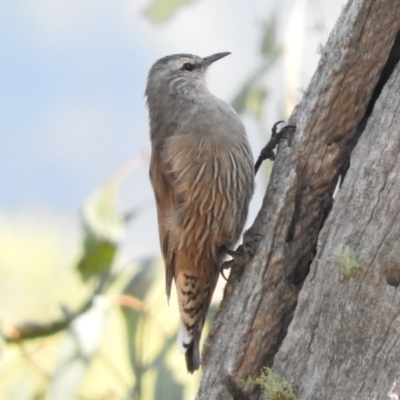 Climacteris picumnus victoriae (Brown Treecreeper) at Michelago, NSW - 10 Apr 2016 by RyuCallaway