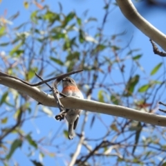 Petroica boodang (Scarlet Robin) at Michelago, NSW - 9 Apr 2016 by RyuCallaway